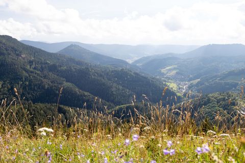 Bauernkopf