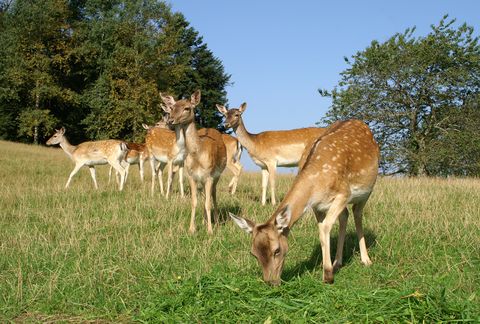 Damwildgehege beim Gasthaus zum Breitenberg
