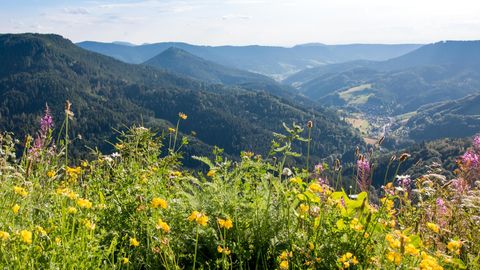 Blick vom Bauernkopf