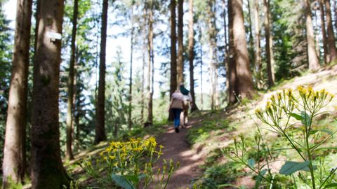 Wandern auf naturbelassenen Pfaden, ein Hochgenuss!
