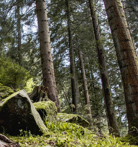 Wandern auf dem Teufelskanzelsteig in Bad Petertal-Griesbach